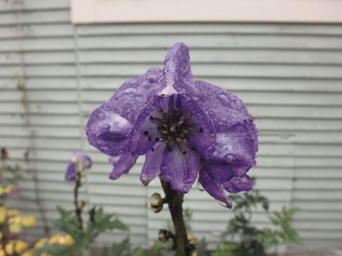 Fall blooming monkshood is a poisonous beauty.