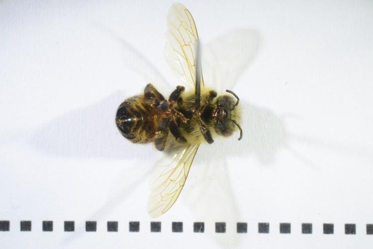 Early Europeans ate beetles and other creepy crawlies, reveals study