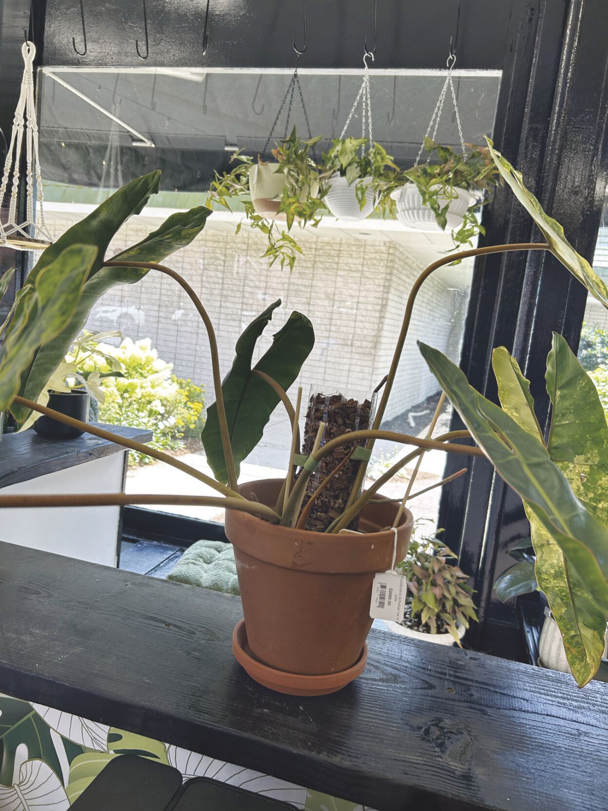 Plant talk 3