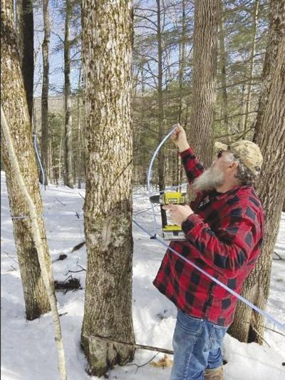 Running a new dropline from the tree to a mainline. Photo courtesy Goosebrook Meadows Sugar House.