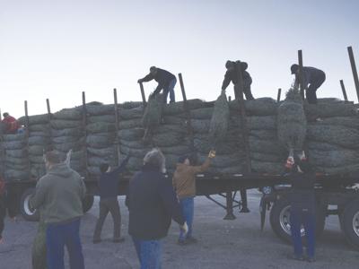 Gilford Rotary Tree sale