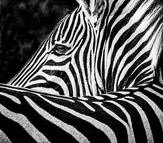 06-16 Joe Sack zebra