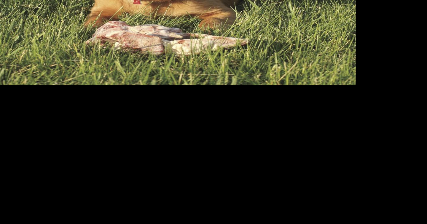 Why I'm feeding my dog real food Outdoors