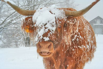 FROM THE FARM Snow-covered cows
