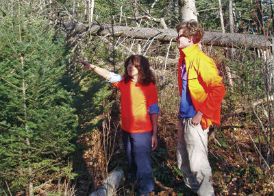 Stalking the wild Christmas tree