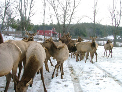 Elk and bagels - Belmont farmer, 84, says he enjoys raising elk as a hobby