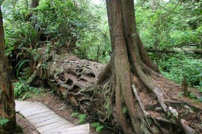 A fallen log serves as a nursery for a new hemlock tree in British Columbia, Canada, hence the nicknames nursery log or nurse log. Seeds often struggle to establish themselves on the ground, but decaying trees provide soft, nutrient-rich environments wi...