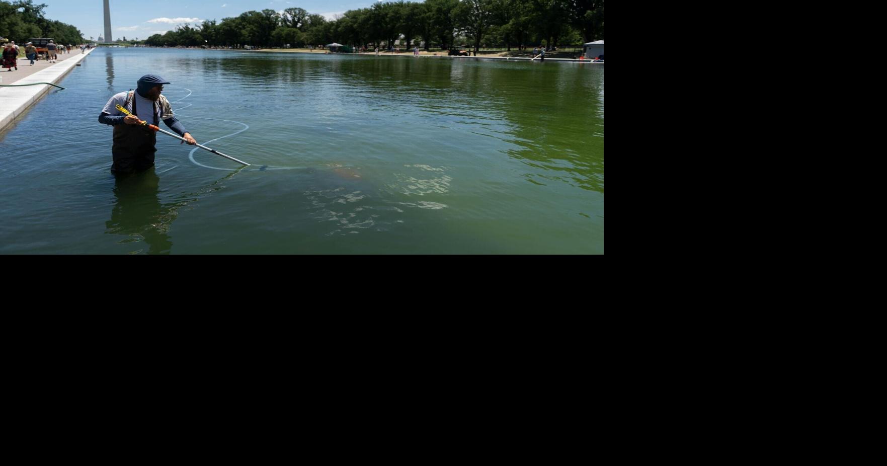 When your local reflecting pool or pond turns green with algae, don’t reach for chemicals – nature has better sol...