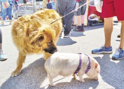 06-28 OUTDOOR Pig+Dog-enhanced.jpg