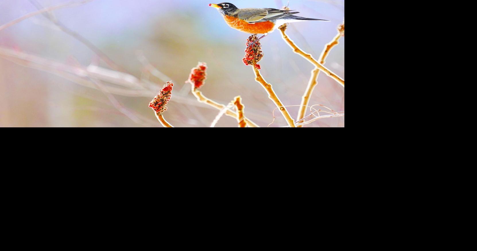 New Hampshire residents invited to count backyard birds Feb. 14-15