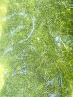 Look before you leap: Cyanobacteria reported on Lake Winni