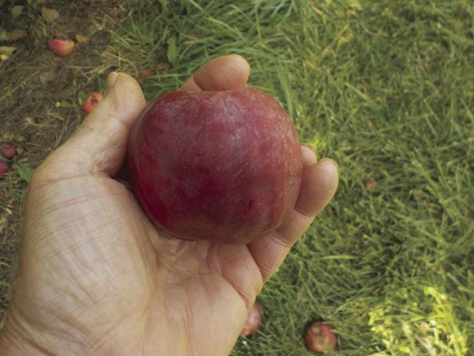 McIntosh apples