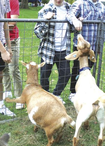 GOATS