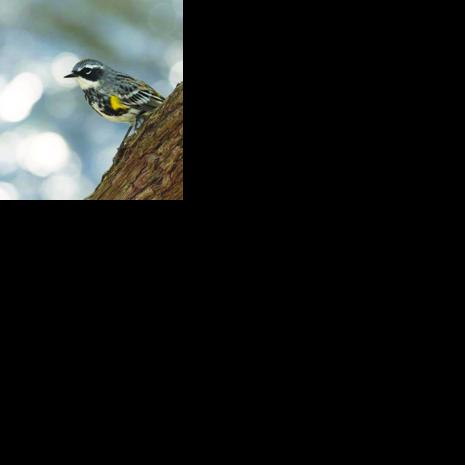 Birding with Newfound Lakes Region Association at Grey Rocks ...