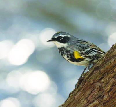 bird