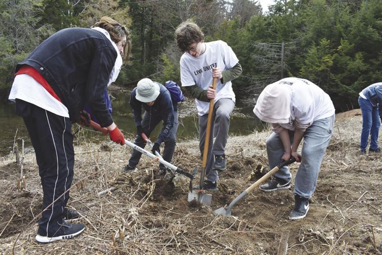 Invasive bittersweet
