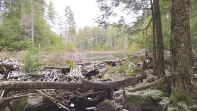 Guided hike of Goose Pond