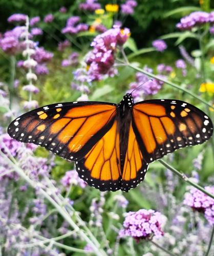 Reader Pics: Sept. 30