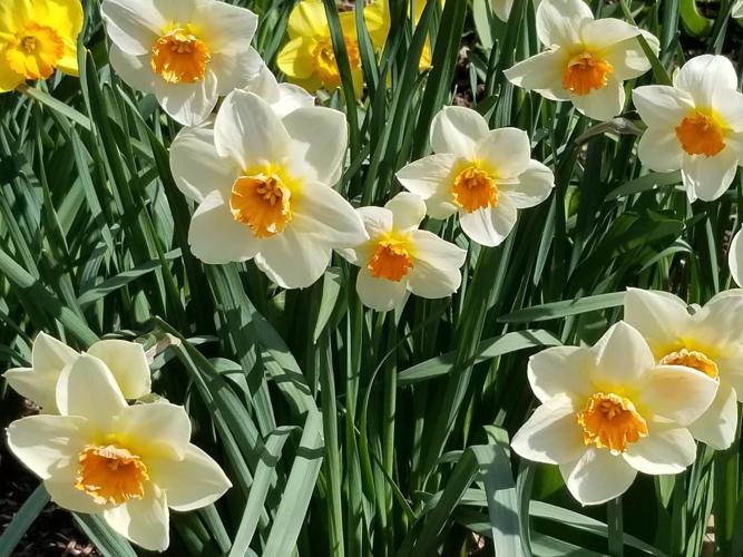 daffodils