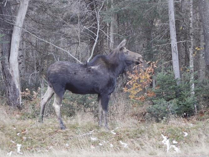 10-26 OUTDOOR moose