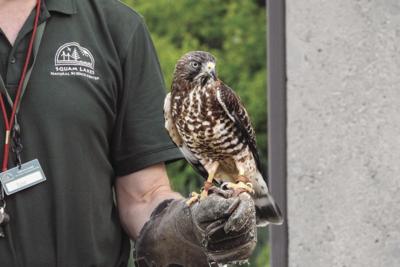 Hawk