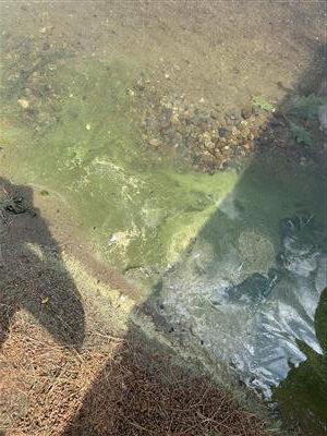 Cyanobacteria in Meredith