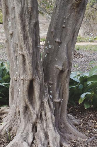 09-20 FALL Japanese snowbell bark.jpg