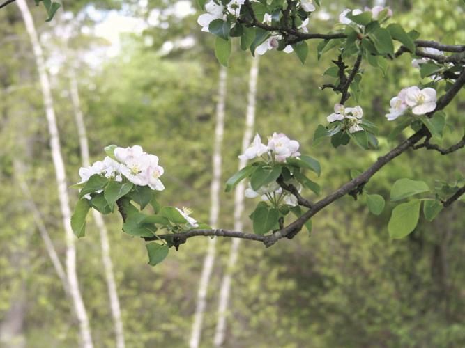 05-22 OUTDOORS Branch_InPixioMed