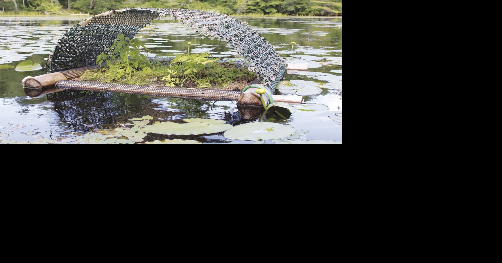 New raft in Paugus Bay provides safe place for loons to nest | Local ...