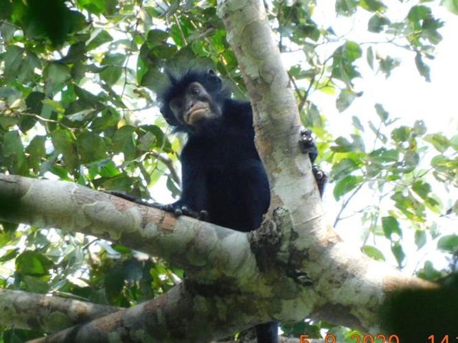 newmonkey_featured