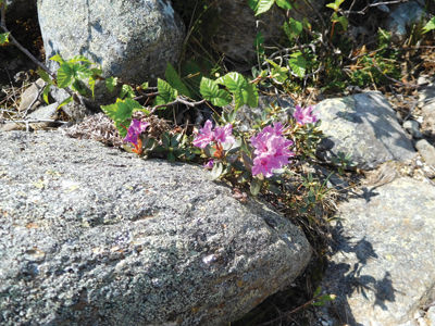 DuBois — The alpine zone in bloom