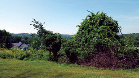 Bittersweet - The vine that is taking over NH’s landscape