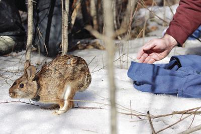 05 OUTDOORS cottontail.jpg