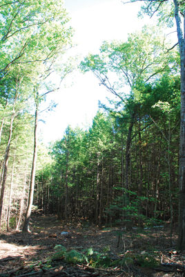 Saving the trees – Logging at Weeks Woods has some worried but officials say it’s good for the forest