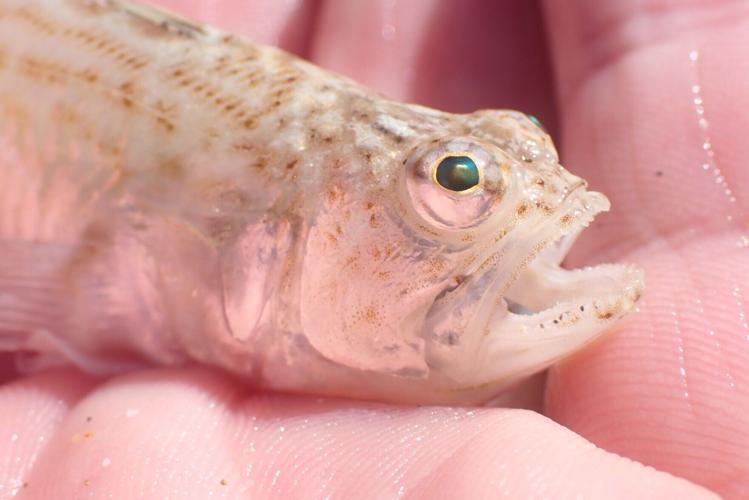 Brits warned of venomous fish in shallows with ‘excruciating’ sting after heatwave