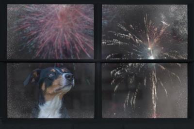 Fireworks Pet Safety: Helping Dogs and Cats Stay Calm This Summer