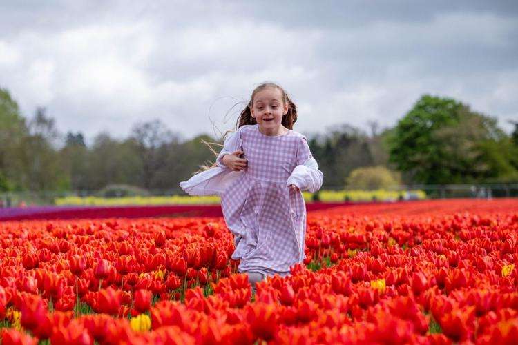 SWNS_TULIPS_NORFOLK_033