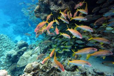 Rose Atoll Marine National Monument is a large marine protected area in American Samoa.