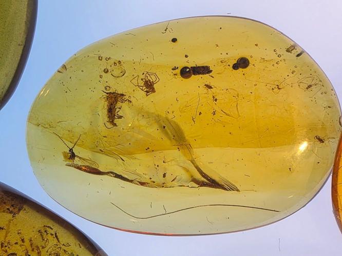 Insects trapped in amber offer window to Earth’s ecosystem millions of years ago