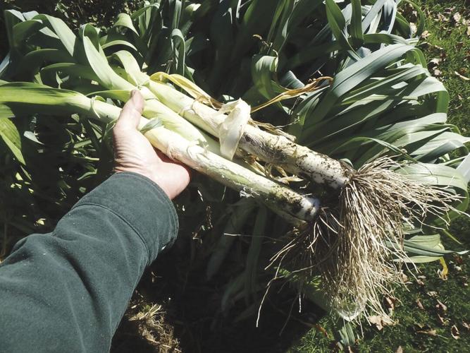 Leeks are easy to grow and a good substitute for onions when cooked.