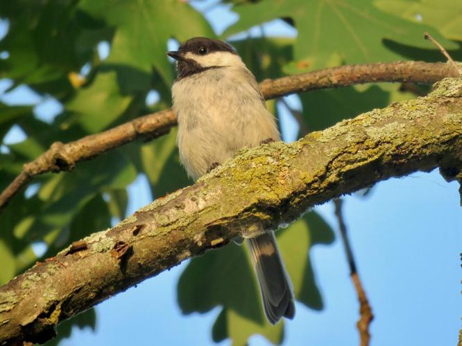 Two new contenders for world’s loudest bird identified in study of 123 species