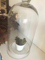 A Community of Plants