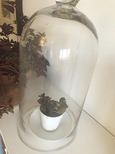 11-1 lakestyle plant