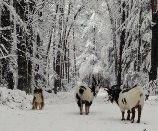 Reader Pics: April 1