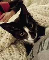 Cat, shot with arrow, may lose its leg