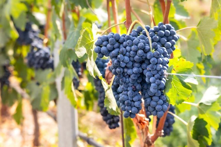 pexels-marek-piwnicki-3907296-30359278