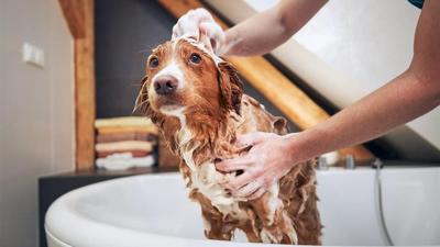 The Secret to Whole-Home Comfort? A Smarter, More Efficient Water Heater