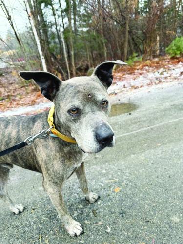 Pet of the week: Gary