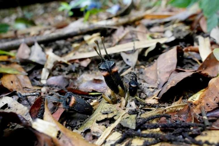 Newly discovered plant species named devil flower due to its demonic appearance