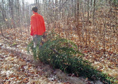 Stalking the wild Christmas tree